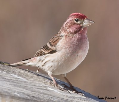 finches