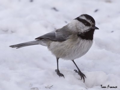 Mountain Chickadee1.jpg
