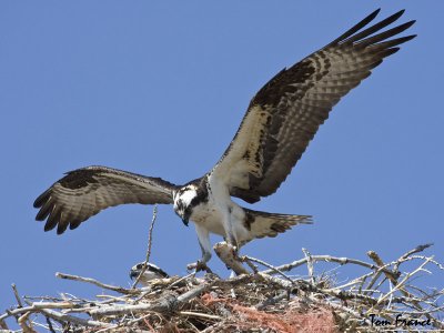 temp_osprey_loc