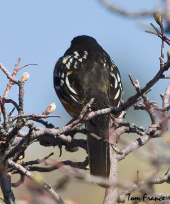 Spotted Towhee3 back view.jpg