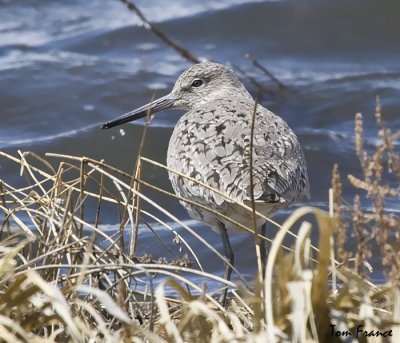 Willet2.jpg