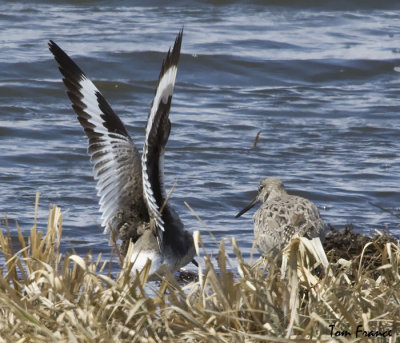 Willet3.jpg