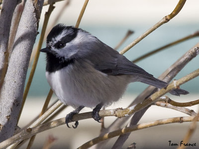 Mountain Chickadee01.jpg