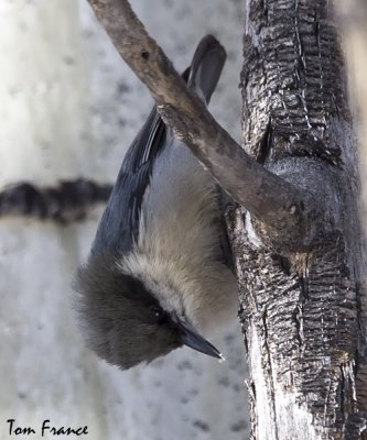 Pygmy Nuthatch3.jpg