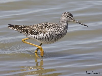 yellowlegs_greater