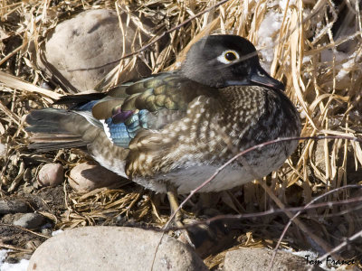 Wood Duck6 female.jpg