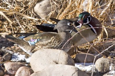 Wood Duck7.jpg