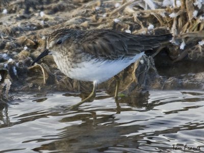 Least Sandpiper3.jpg