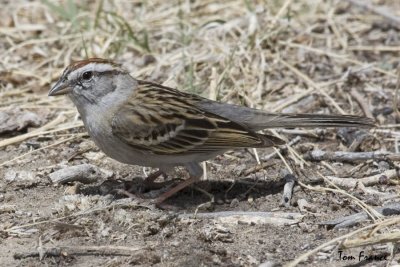Chipping Sparrow1.jpg
