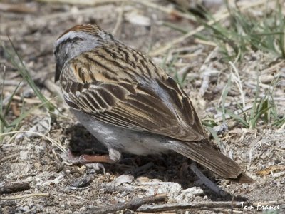Chipping Sparrow2 back.jpg