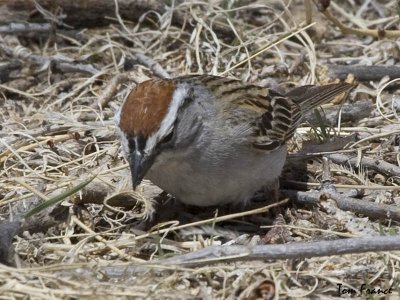 Chipping Sparrow3 head.jpg