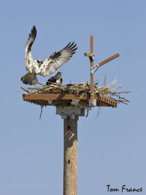 temp_osprey_loc