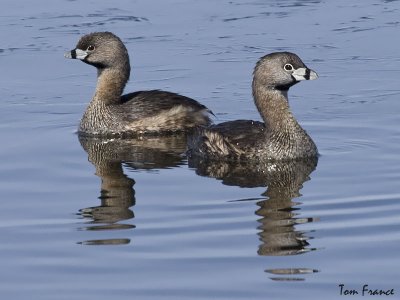 Pied-billed Grebe1.jpg