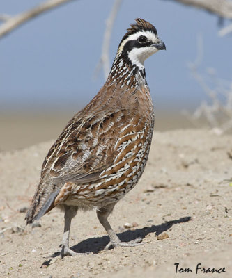 northern_bobwhite