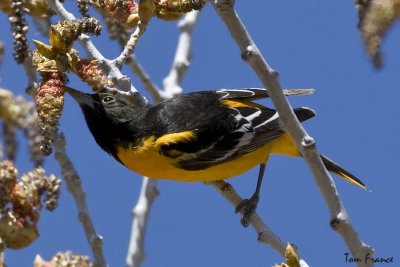 baltimore_oriole