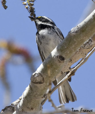 black-throated_gray_warbler