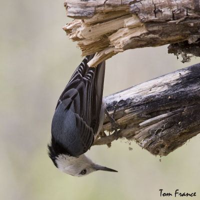 White-breasted Nuthatch3.jpg