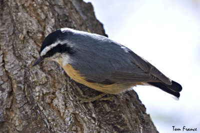 Red-breasted Nuthatch2.jpg