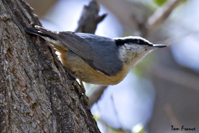 Red-breasted Nuthatch3.jpg