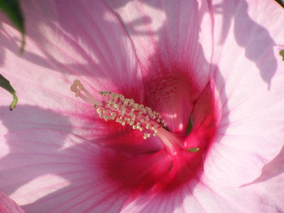 Hibiscus