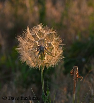 odds_and_ends