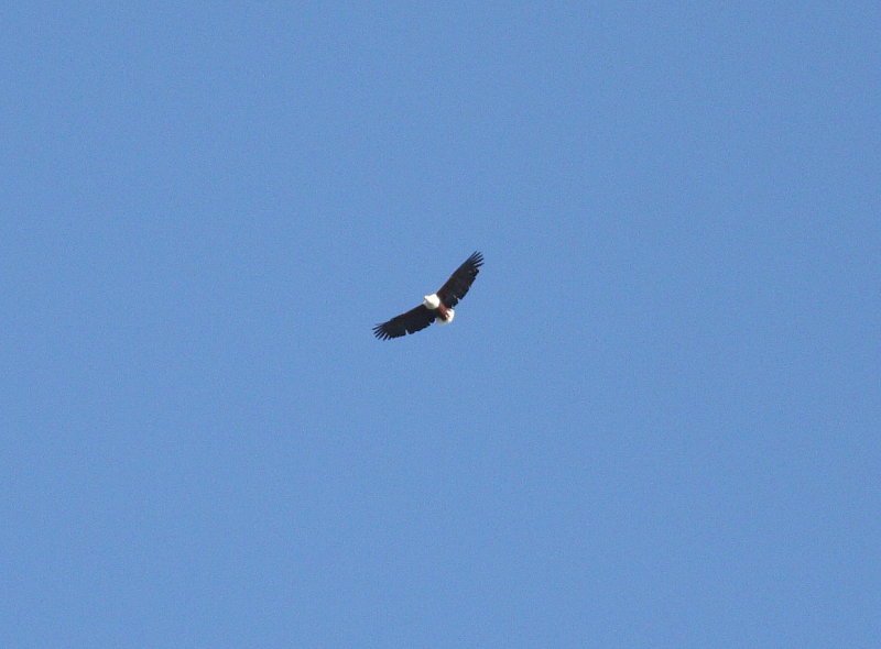 African Fish Eagle (Haliaeetus vocifer)