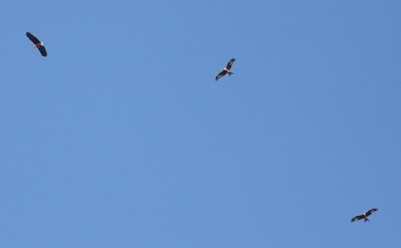 African Fish Eagle (Haliaeetus vocifer)