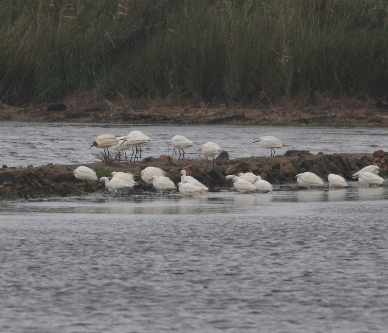 Little Egret (Egretta garzetta)