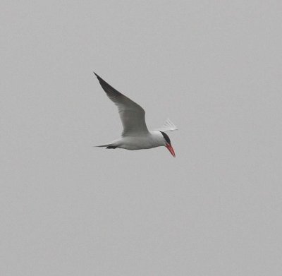 Caspian Tern (sterna caspia)