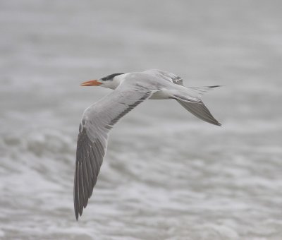 Royal Tern (Sterna maxima)