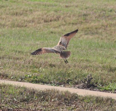 Long-billed Curlew (Numenius americanus)
