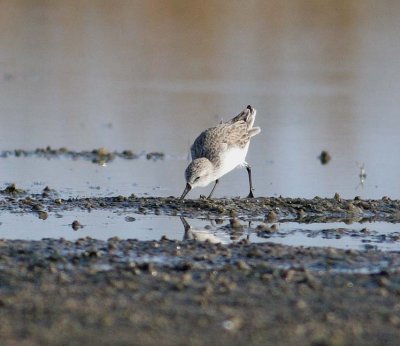 Western Sandpiper (Calidris mauri)