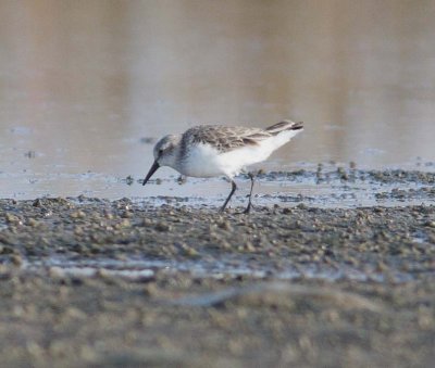 Western Sandpiper (Calidris mauri)