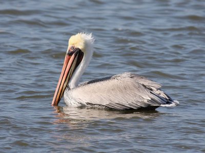 brown-pelican-ii-3.1.09.jpg