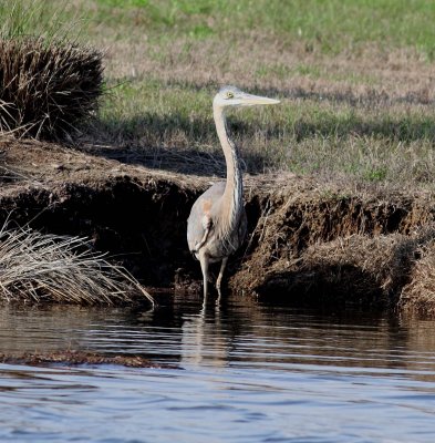 great_blue_heron
