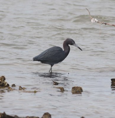 little-blue-heron-ii-11.1.09.jpg