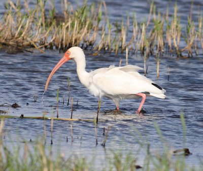 white-ibis-ii-9.1.09.jpg