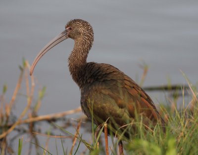 white-faced-ibis-iii-8.1.09.jpg