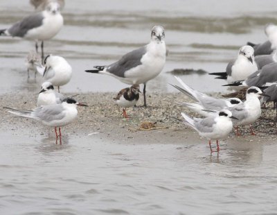 Forster's Tern (Sterna fosteri)