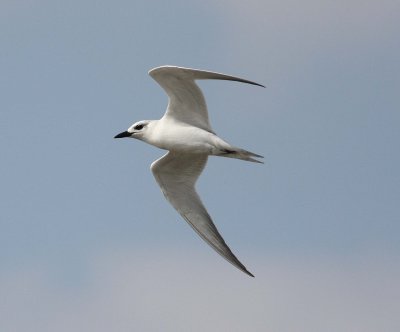 Gull-billed Tern (Sterna nilotica)
