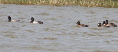 lesser-scaup-9.1.09.jpg