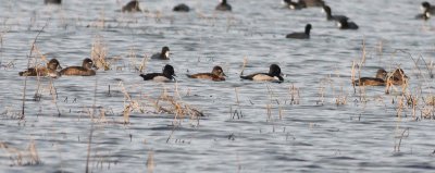 ring-necked-duck-8.1.09.jpg