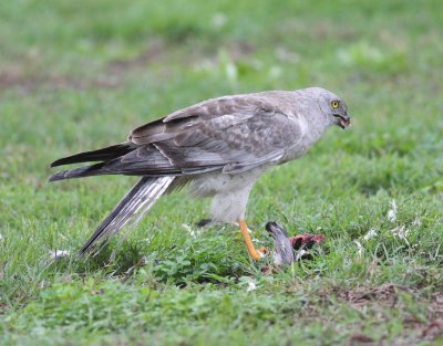 Northern Harrier (Circus cyaneus)