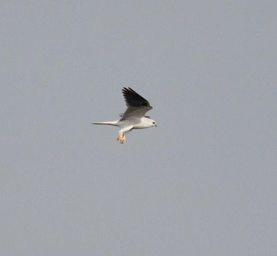 White-tailed Kite (Elanus leucurus)
