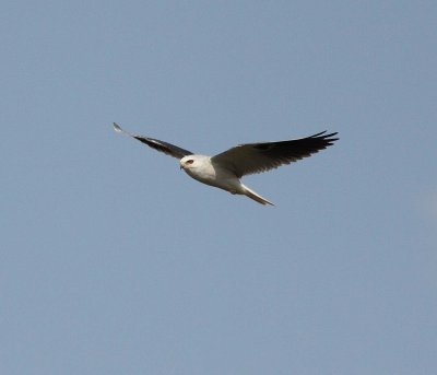 White-tailed Kite (Elanus leucurus)