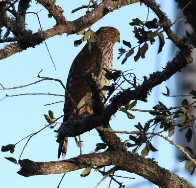 Cooper's Hawk (Accipter cooperii)