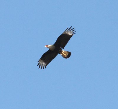 crested_caracara
