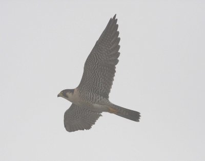 Peregrine Falcon (Falco peregrinus)