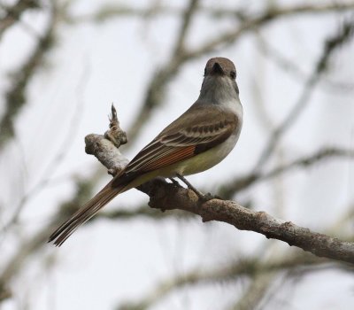Ash-throated Flycatcher (Myiarchus cinerascens)