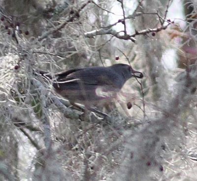 gray_catbird